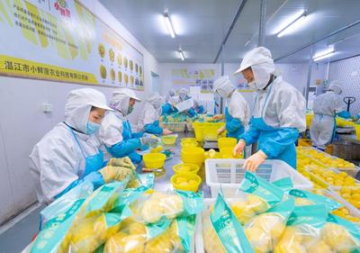 广东菠萝切开卖,切开一个"土特产"的大市场